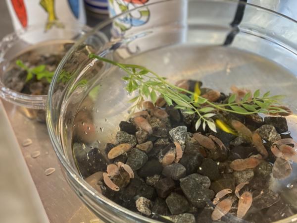 大きな貝柱、南知多産【平貝】