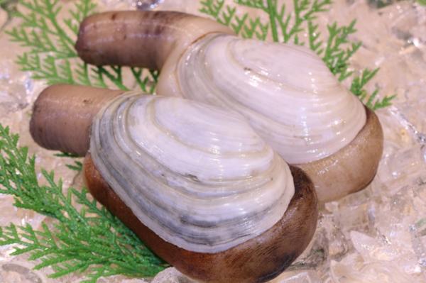 豊漁につき、お値打ち!南知多産『白みる貝』