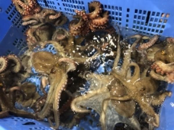 夏は魚貝の旬がいっぱい! たこ漁の最盛期!