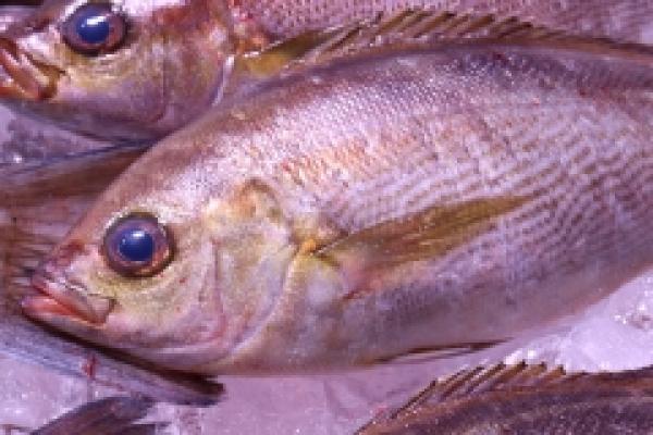 梅雨いさき 梅雨が嬉しいこの頃