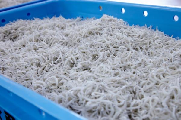 そろそろしらすの漁が終わります。