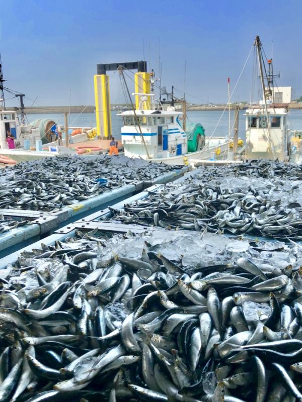 そろそろしらすの漁が終わります。