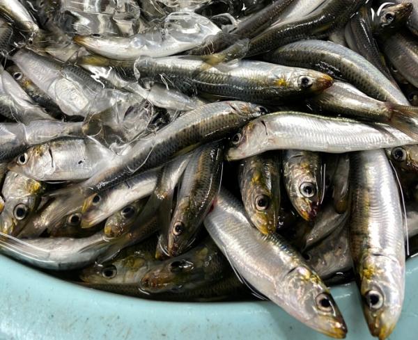 南知多の夏は、イワシがないと始まらない!