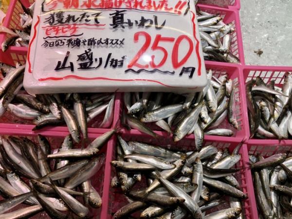 南知多の夏は、イワシがないと始まらない!