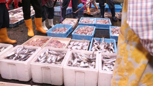 南知多の人気者【シャコ】 今では希少な地元の味。