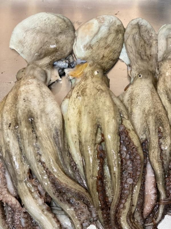 魚太郎本店、名物売り子のまーちゃんの秘伝レシピ タコの甘煮