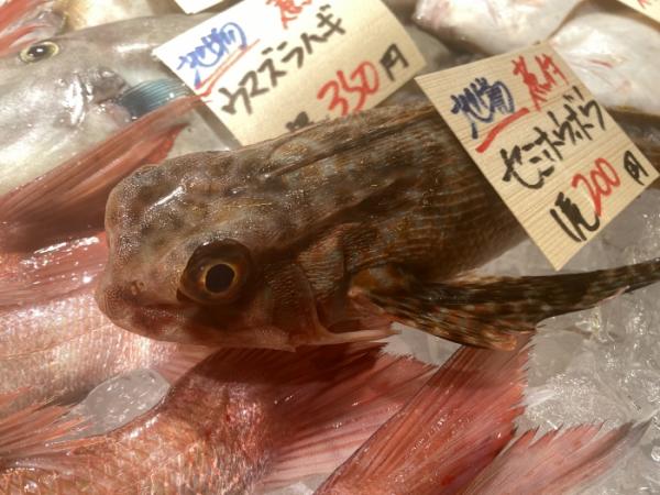 へんな魚!でも鮮度抜群!美味しく食べて!