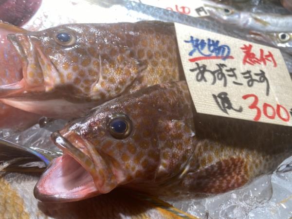 へんな魚!でも鮮度抜群!美味しく食べて!