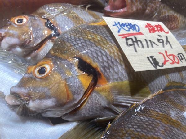 へんな魚!でも鮮度抜群!美味しく食べて!