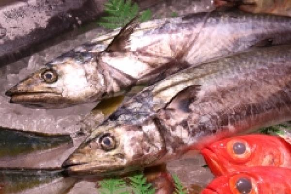 俺たちの大好物! 秋といえば鰆~さわら~