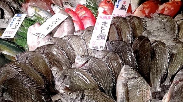 もうすぐ敬老の日。新鮮魚介類を送ろう!