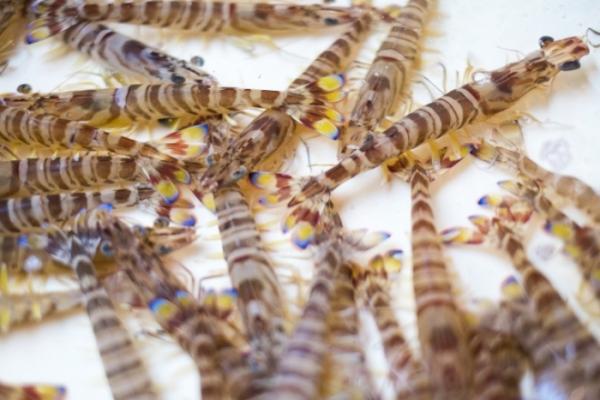 南知多産 活車海老入荷!!