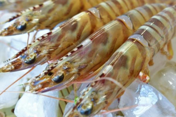 南知多産 活車海老入荷!!