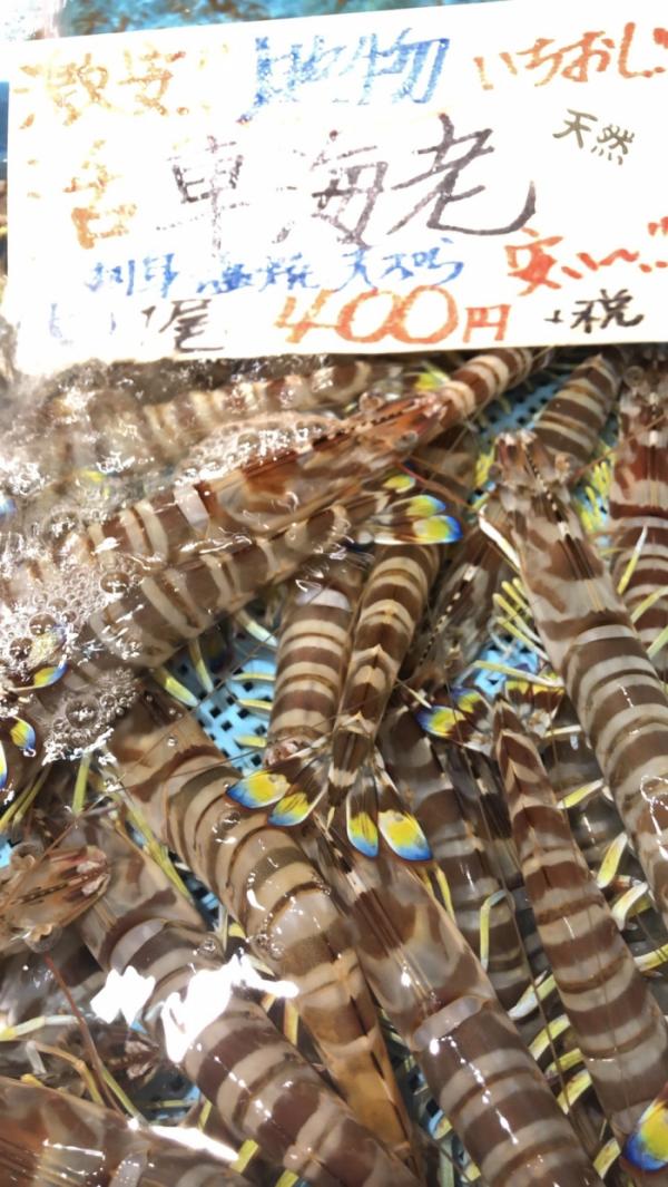 南知多産 活車海老入荷!!