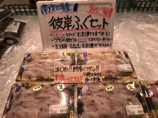 今!南知多で豊漁です!天然彼岸河豚が安くて旨い!