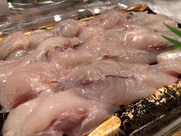 今!南知多で豊漁です!天然彼岸河豚が安くて旨い!