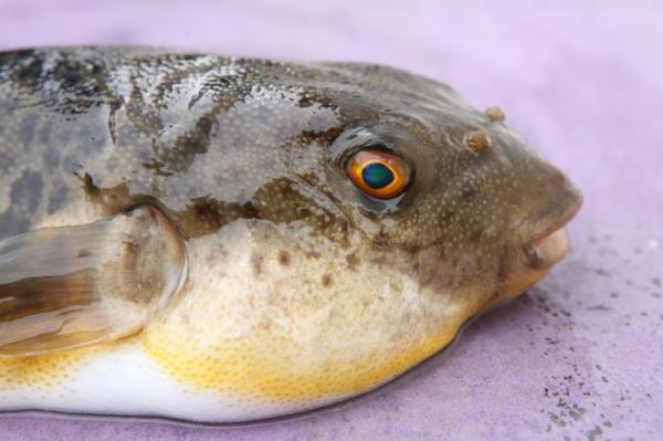 今!南知多で豊漁です!天然彼岸河豚が安くて旨い!