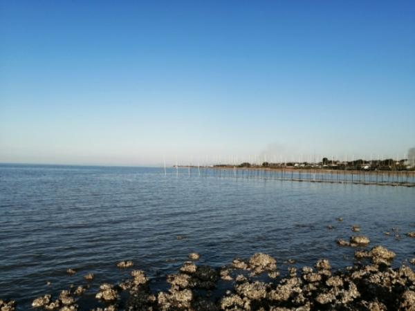 今!南知多で豊漁です!天然彼岸河豚が安くて旨い!