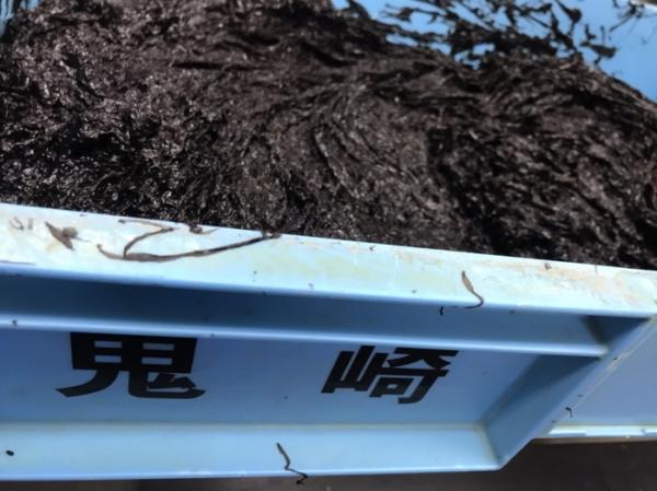 旬の海藻 生で食べれるのはあっという間に終わっちゃう~