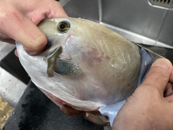 久しぶりの水揚げ、癒し系【ウマズラハギ】