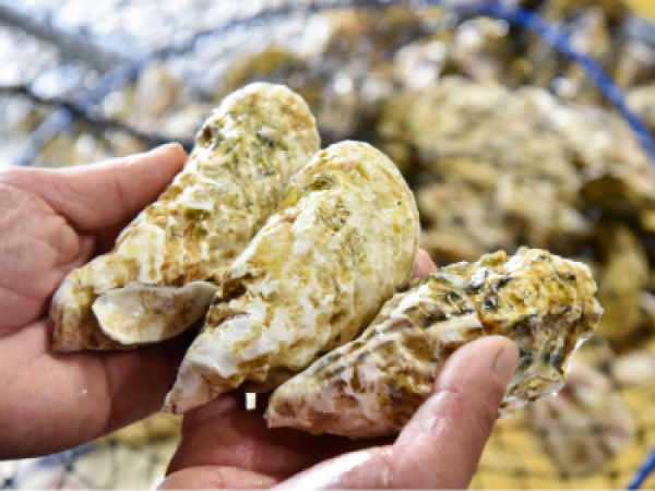 地物。篠島産朋輩牡蠣-愛知県初の生食牡蠣--