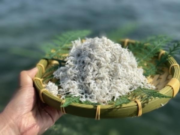 南知多は全国有数の名産地! 春のしらす漁始まってます