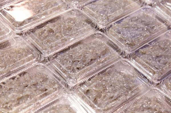 南知多は全国有数の名産地! 春のしらす漁始まってます