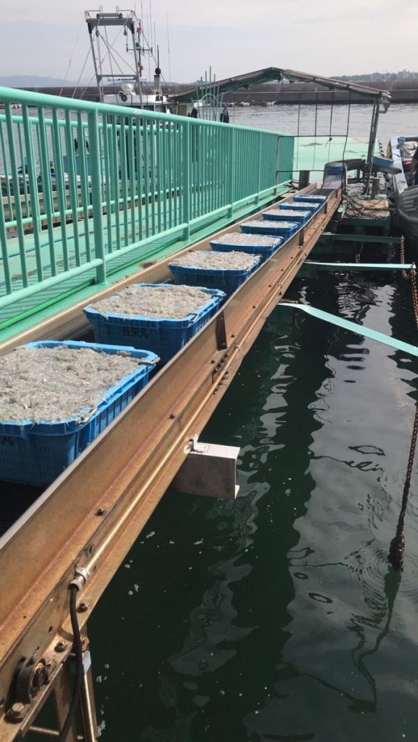 本日しらす漁ありました!