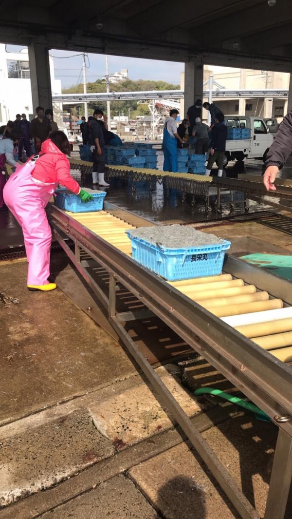 本日しらす漁ありました!