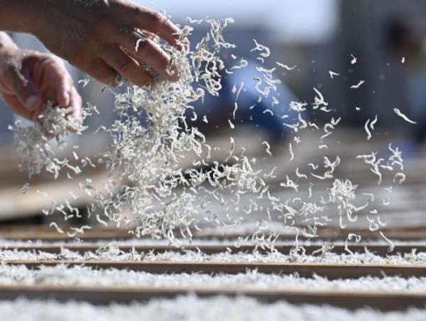 本日しらす漁ありました!