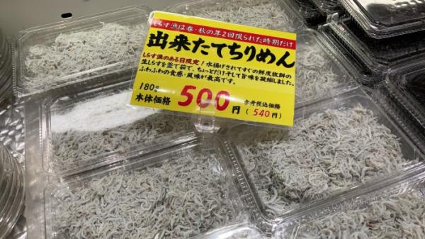 本日しらす漁ありました!