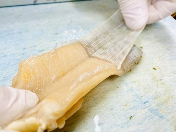 南知多産 白みる貝~春は貝の旬~