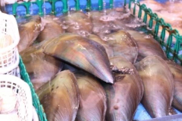 南知多産 平貝-タイラギ-俺たちの大好物