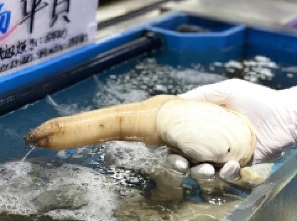 南知多産 白みる貝