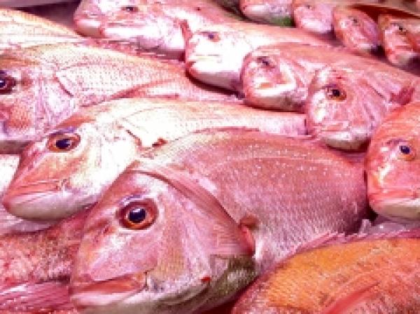 1年で最もお得に買えるシーズン! 天然真鯛を食べ尽くせ!