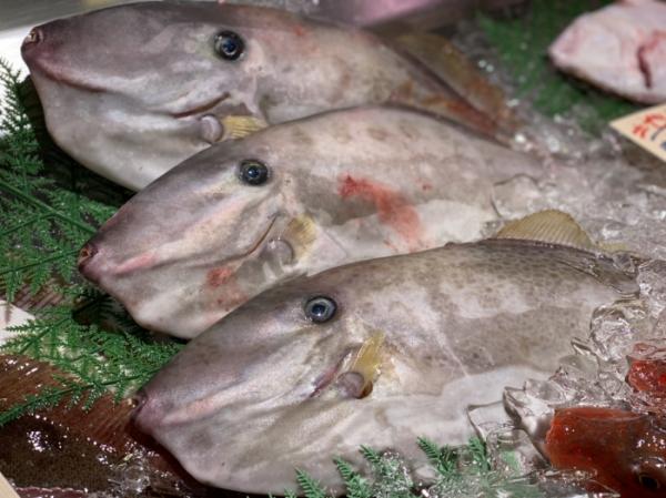 おとぼけフェイス。南知多産ウチワハギ