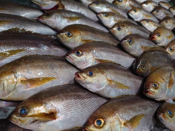 俺たち魚屋の大好物!この季節が待ち遠しい!梅雨イサキ