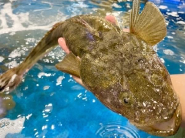 夏が旬の高級魚『真コチ』がお値打ち!