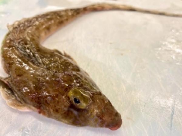 ちょっと珍しい!?『尾長コチ』です(^^)