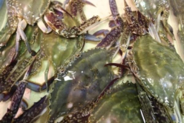 南知多産渡り蟹これからがオスの旬!