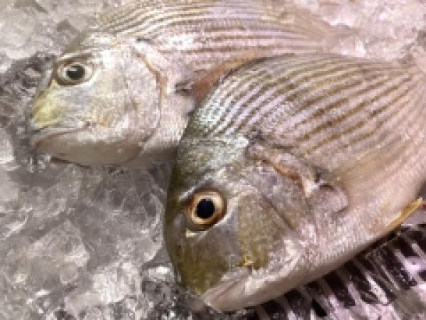 魚屋の大好物マナジを塩焼きで食べる!!