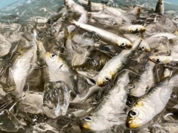 南知多の夏は、イワシがないと始まらない！