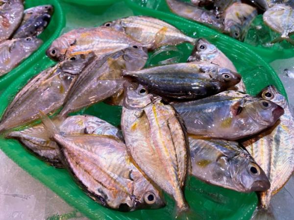 知多半島の夏を代表する小魚『ゼンメ』