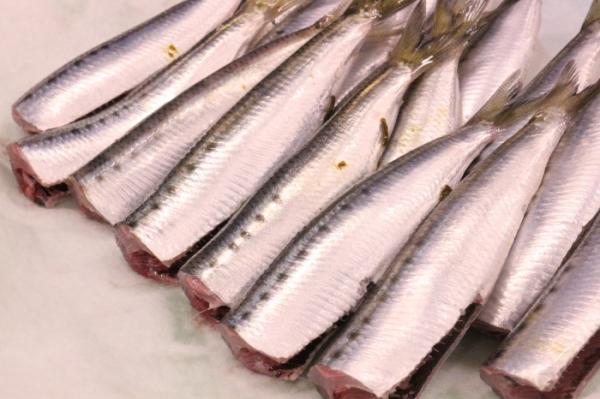 南知多産いわし!水揚げ最盛期!どんどん脂のってきたよ!