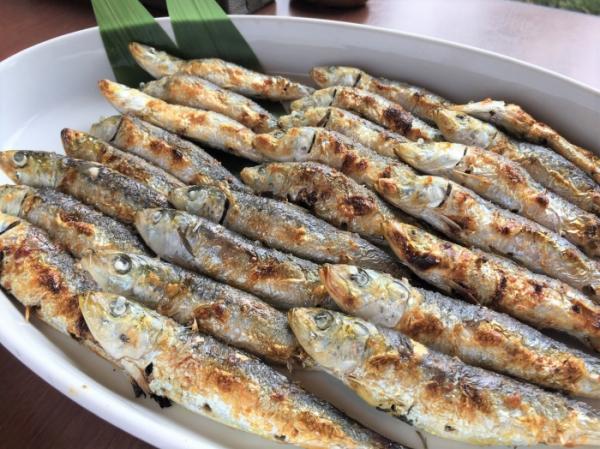 南知多産いわし!水揚げ最盛期!どんどん脂のってきたよ!