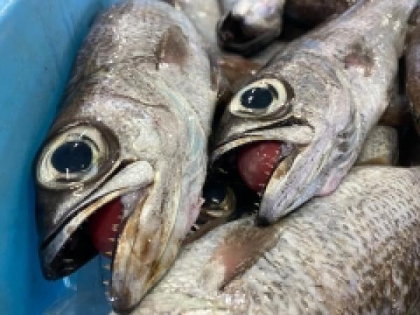 深海漁始まりました!三河湾産クロムツ