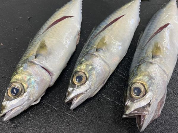 安くて旨すぎる【南知多産 小サバ】が山盛り