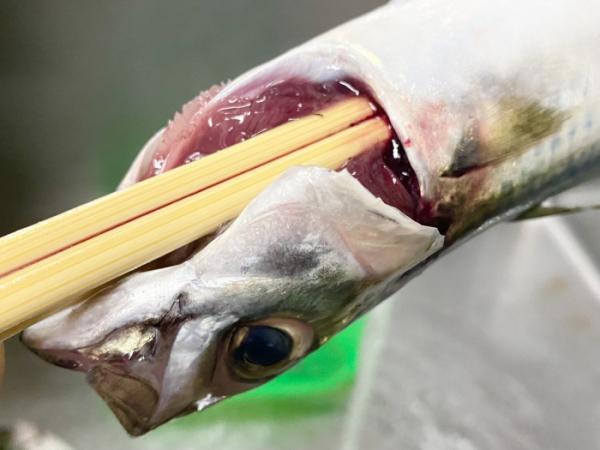 安くて旨すぎる【南知多産 小サバ】が山盛り