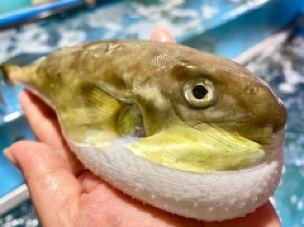 南知多で沢山水揚げさせてます!地物サバフグ!