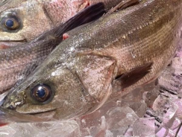 獲れたての鮮度抜群のスズキはもちろん旨い!